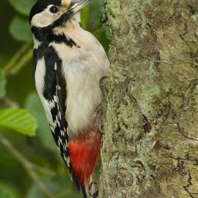 Alan Barker - Greater Spotted Woodpecker